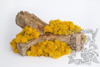 Standard Icelandic Lichen Moss - Bulk 2.6KG