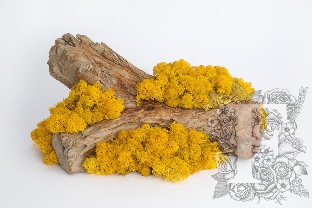 Standard Icelandic Lichen Moss - Bulk 2.6KG