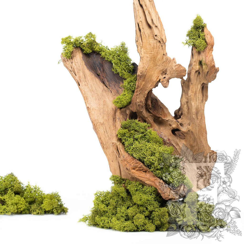 Canopy - premium - Icelandic Lichen Moss - Bulk 5KG