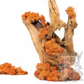 Canopy - premium - Icelandic Lichen Moss - Bulk 5KG