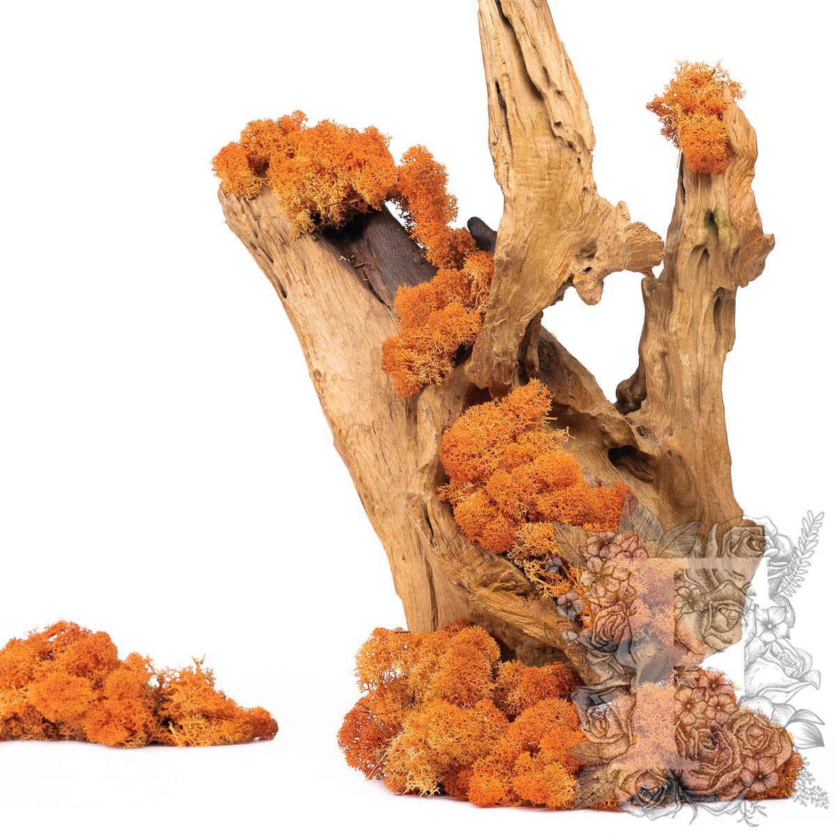 Canopy - premium - Icelandic Lichen Moss - Bulk 5KG