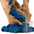 Premium Royal Blue Moss 2