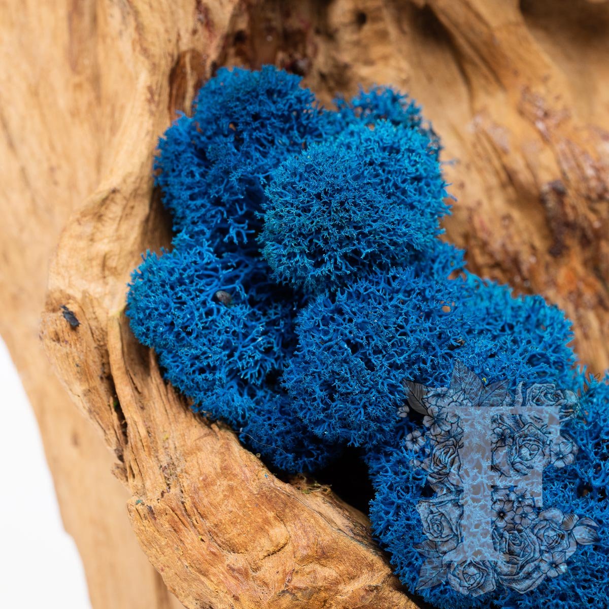 Premium Royal Blue Moss 3