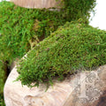 Standard Flat Moss 2