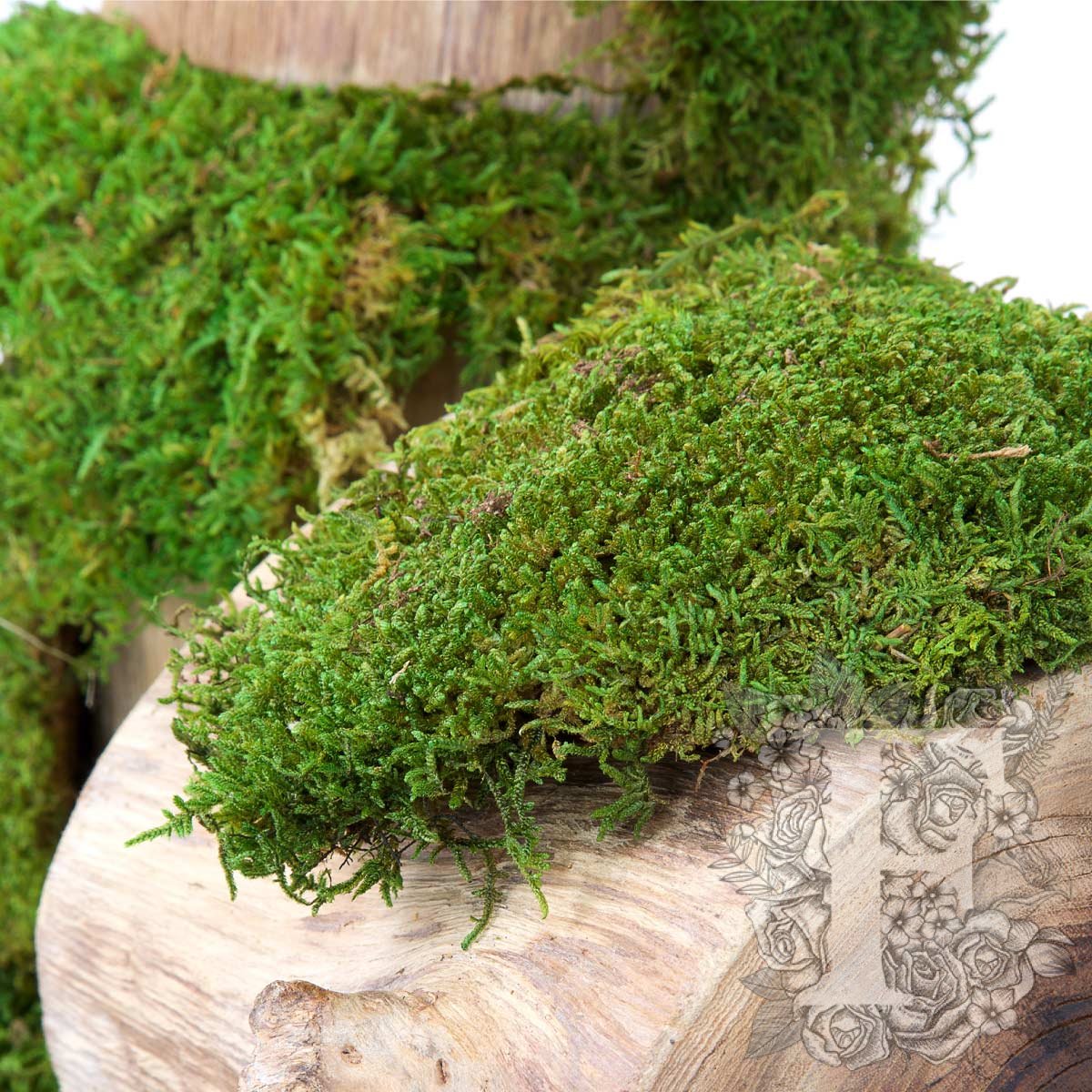 Standard Flat Moss 2