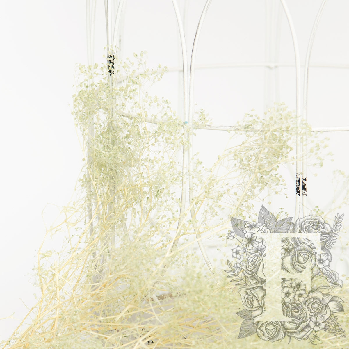 Babys breath Gypsophila - Bunch