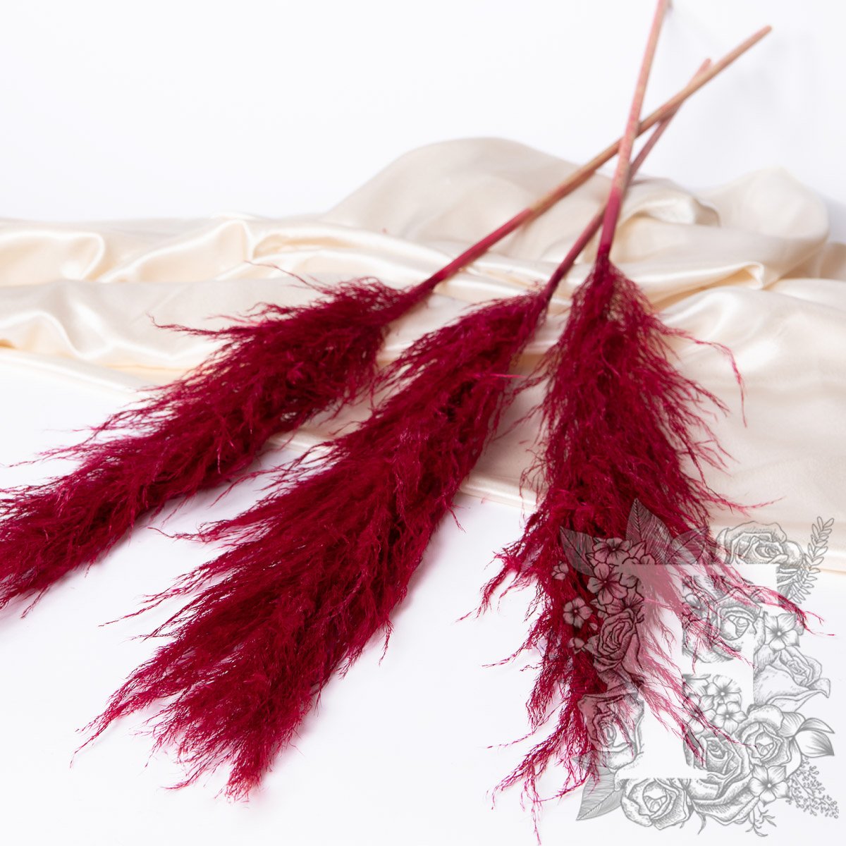 Pampas - Standard - Cortaderia - 5 Stems - Long 110-120 cm