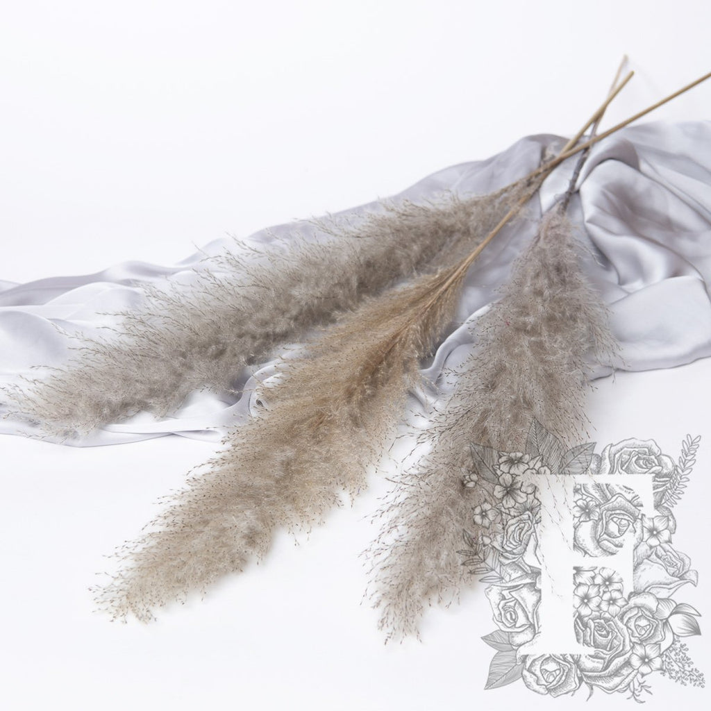 Pampas limited 1