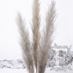 Pampas Limited 4