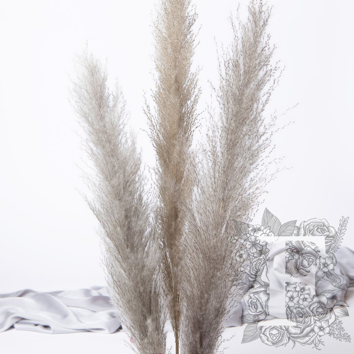 Pampas Limited 4