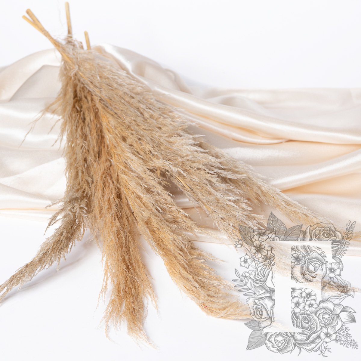 Pampas - Standard - Cortaderia - 5 Stems - Short - 30CM