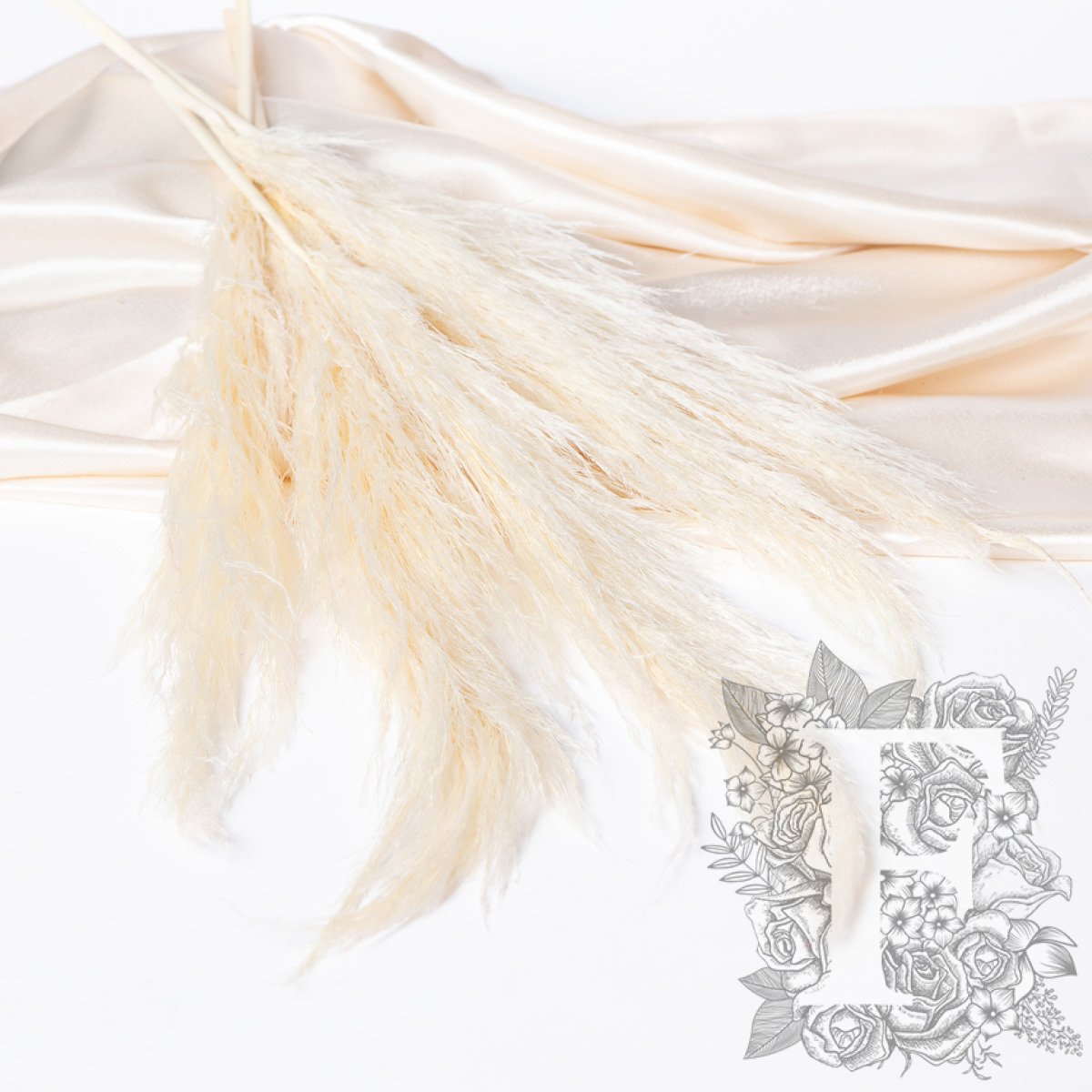 Pampas Cortaderia White 4