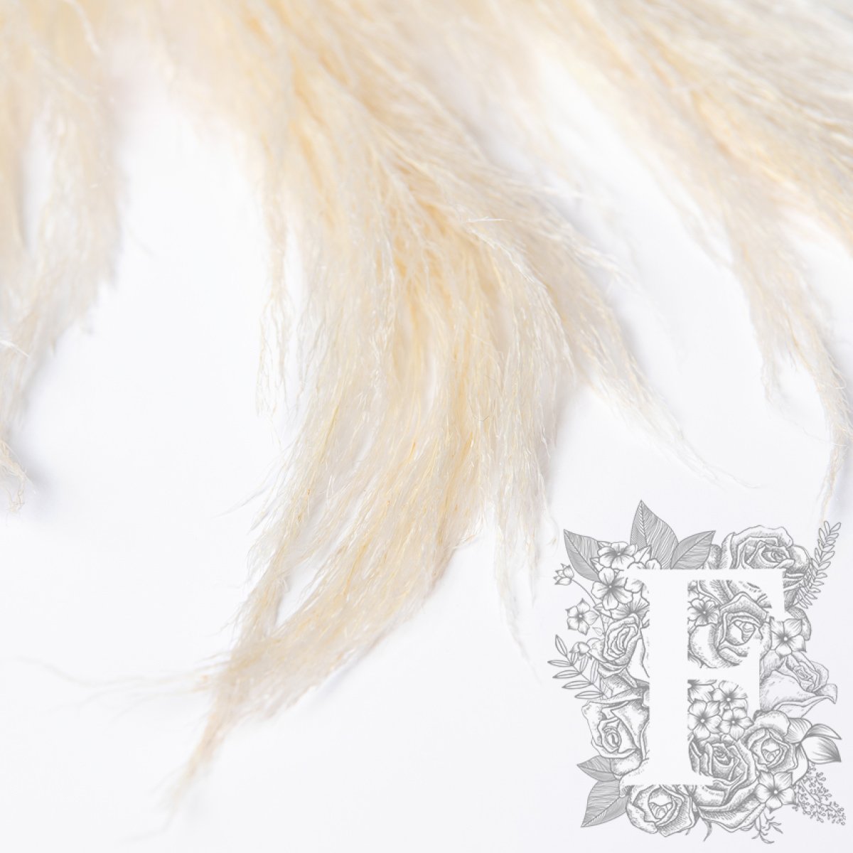 Pampas Cortaderia White 3