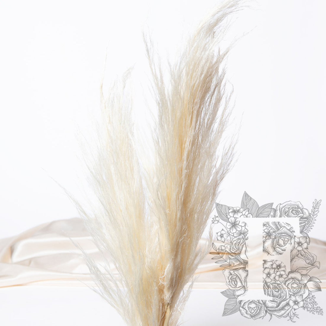 Pampas Cortaderia White 4