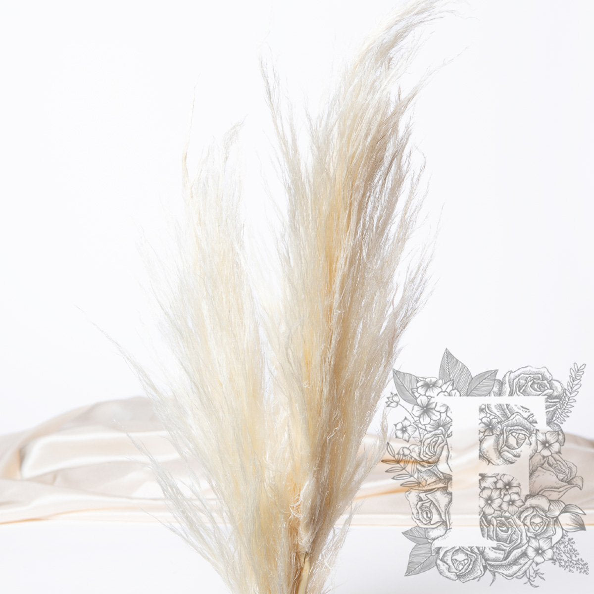 Pampas Cortaderia White 1