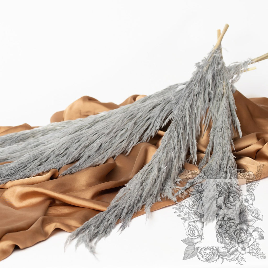 Pampas - Premium - 1 Stem - 80-100CM