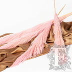 Premium Pampas Pink 1