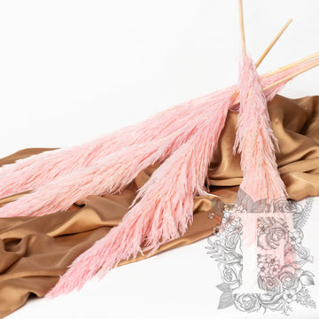 Premium Pampas Pink 1