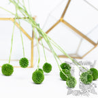 Craspedia Billy Button - 10 Stems