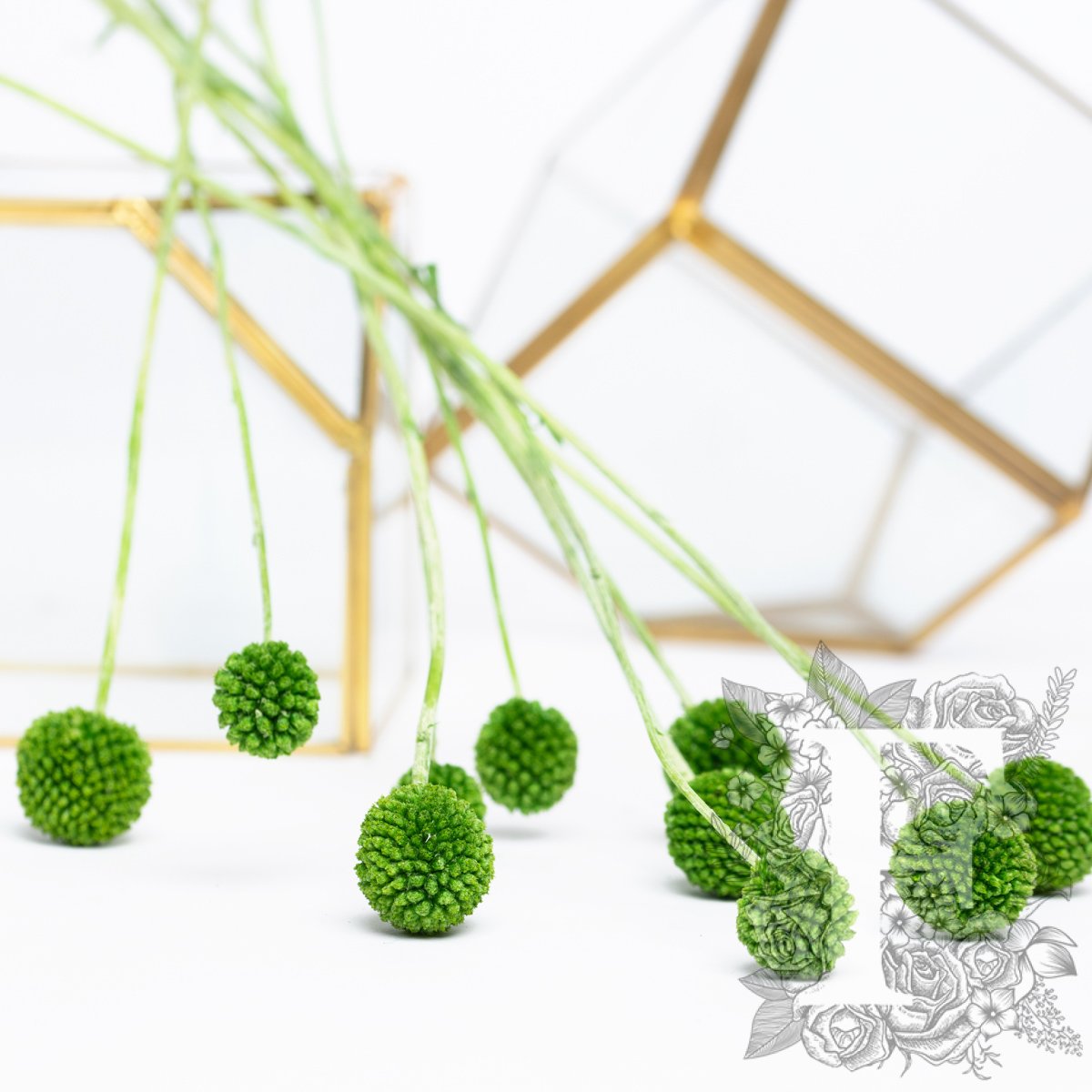 Craspedia Billy Button - 10 Stems