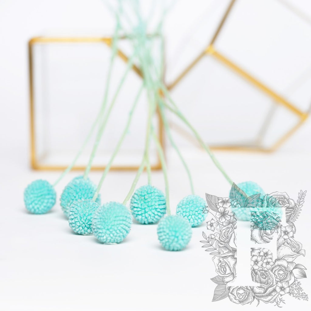 Craspedia Billy Button - 10 Stems