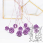 Craspedia Billy Button - 10 Stems