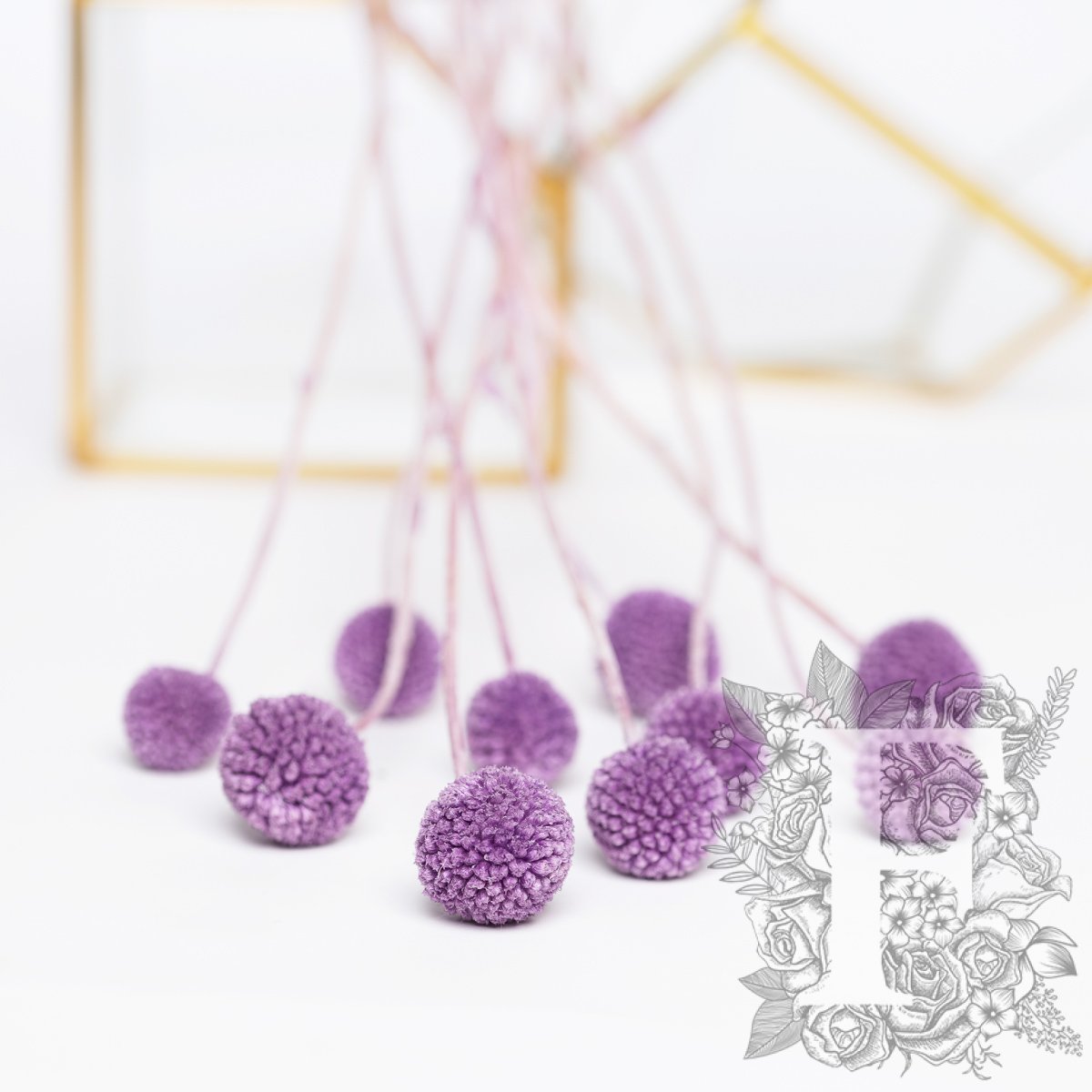 Craspedia Billy Button - 10 Stems
