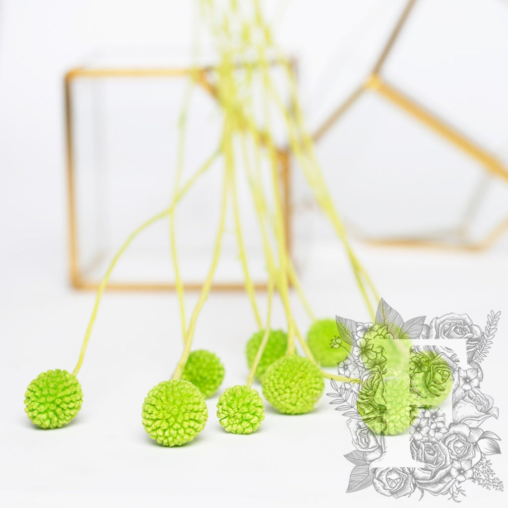 Craspedia Billy Button - 10 Stems