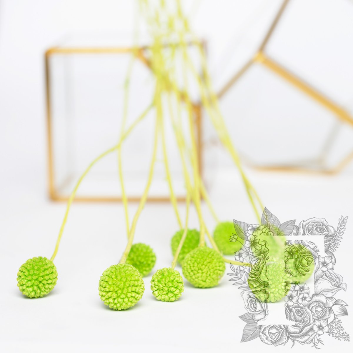 Craspedia Billy Button - 10 Stems