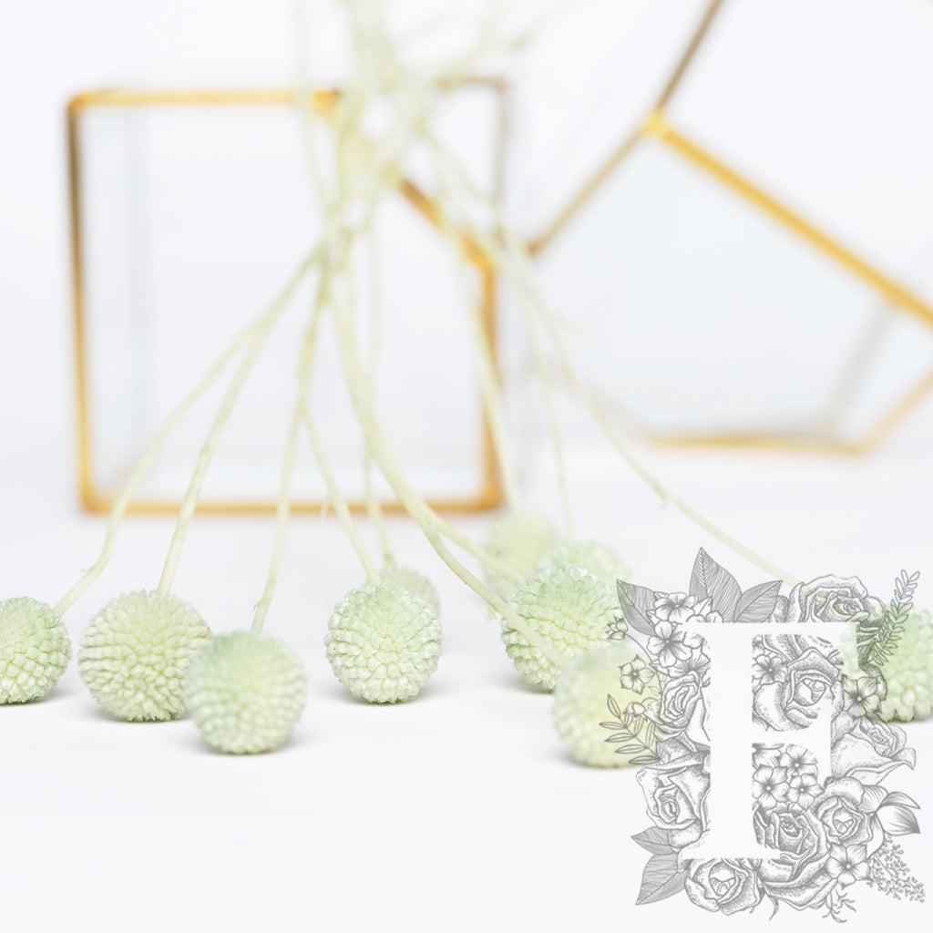 Craspedia Billy Button - 10 Stems