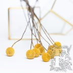 Craspedia Billy Button - 10 Stems