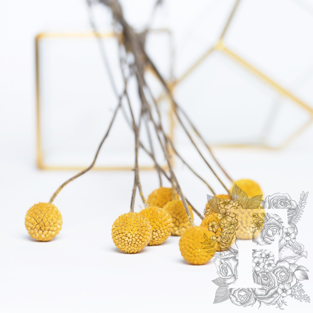 Craspedia Billy Button - 10 Stems