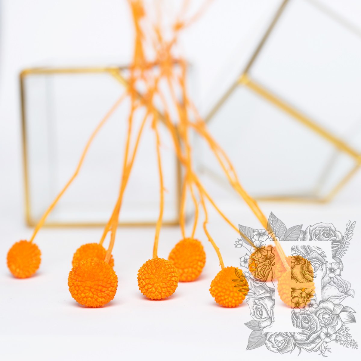 Craspedia Billy Button - 10 Stems
