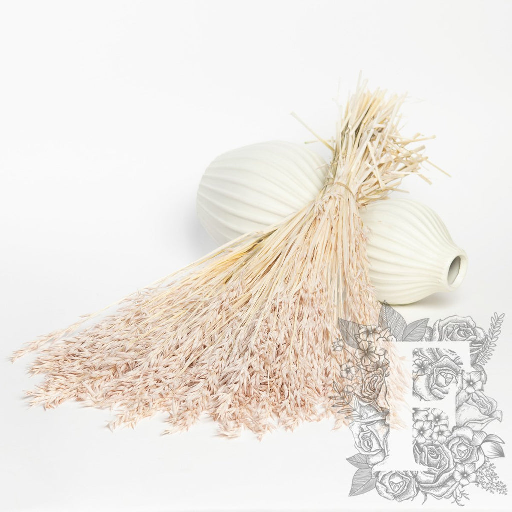 Avena - Bunch