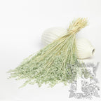 Avena Mint 1