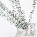 Frosted baby blue Eucalyptus - Bunch