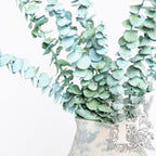 Frosted baby blue Eucalyptus - Bunch