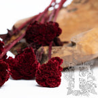 Celosia - 5 Stems (Copy)