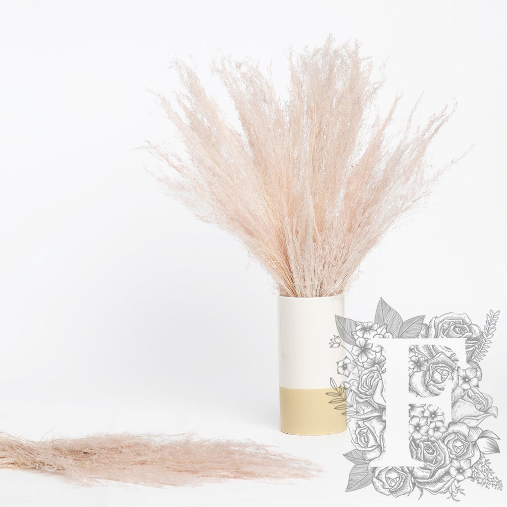 Agrostis Biege 1