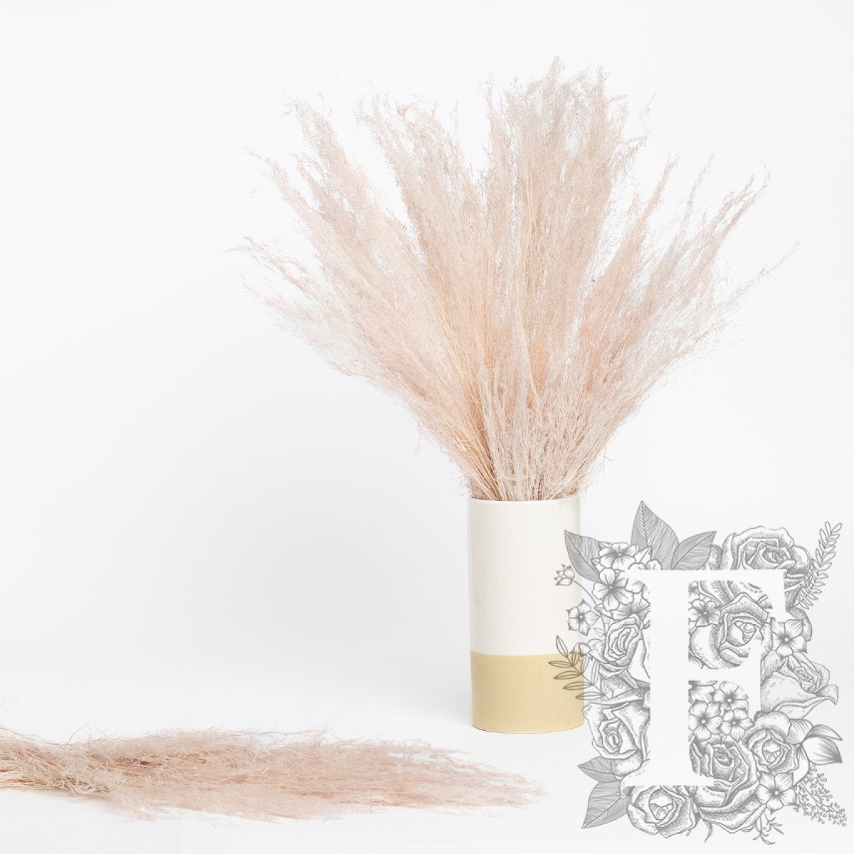Agrostis Biege 1