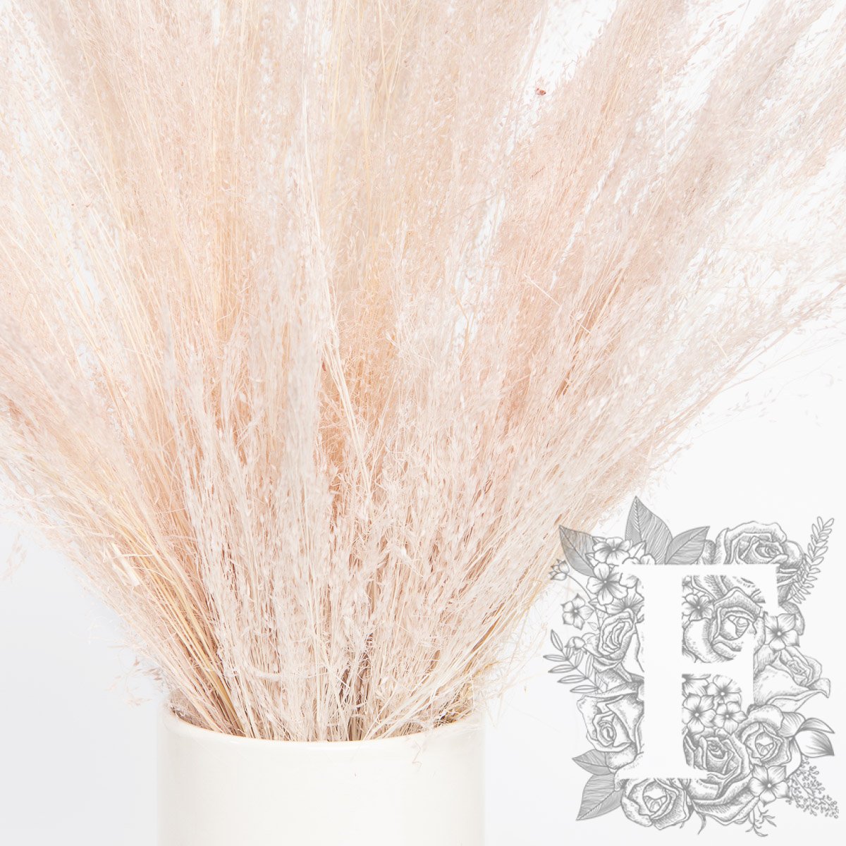 Agrostis Biege 2