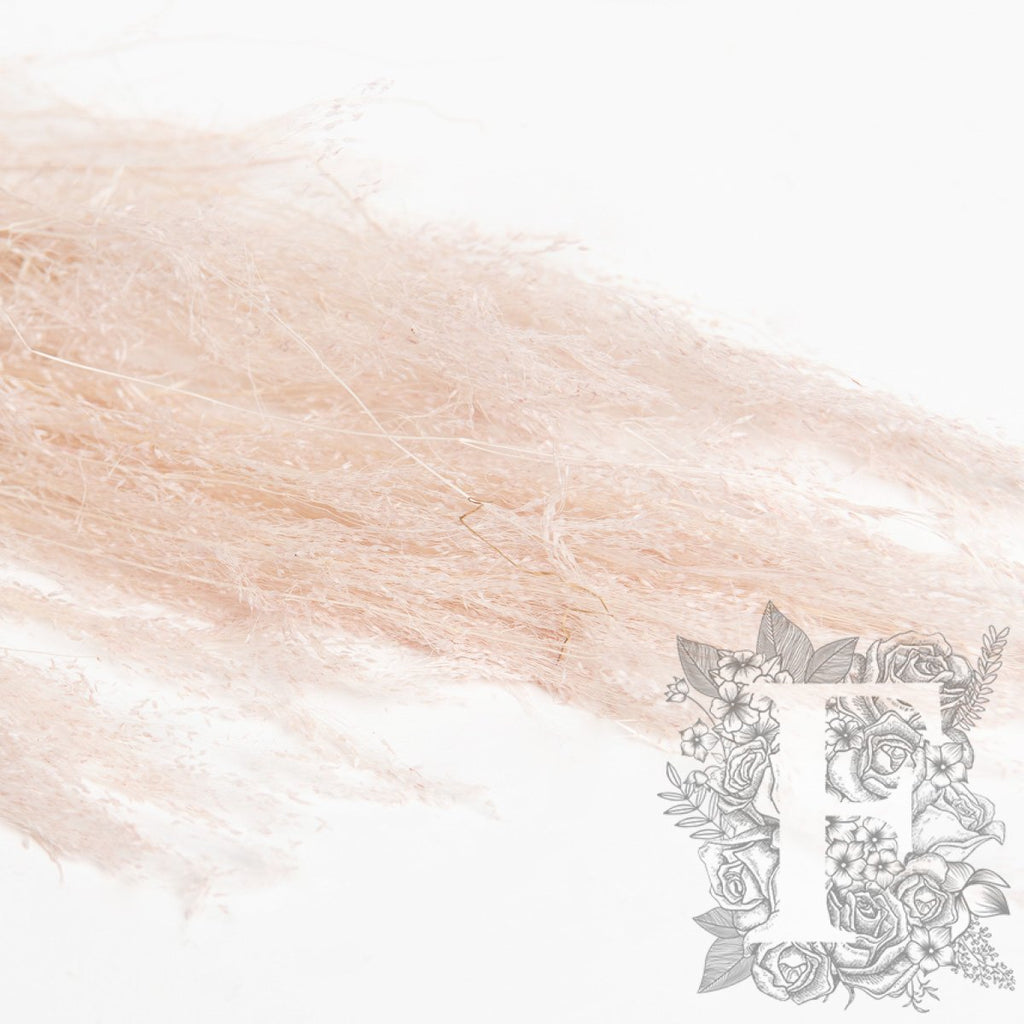 Agrostis Biege 3