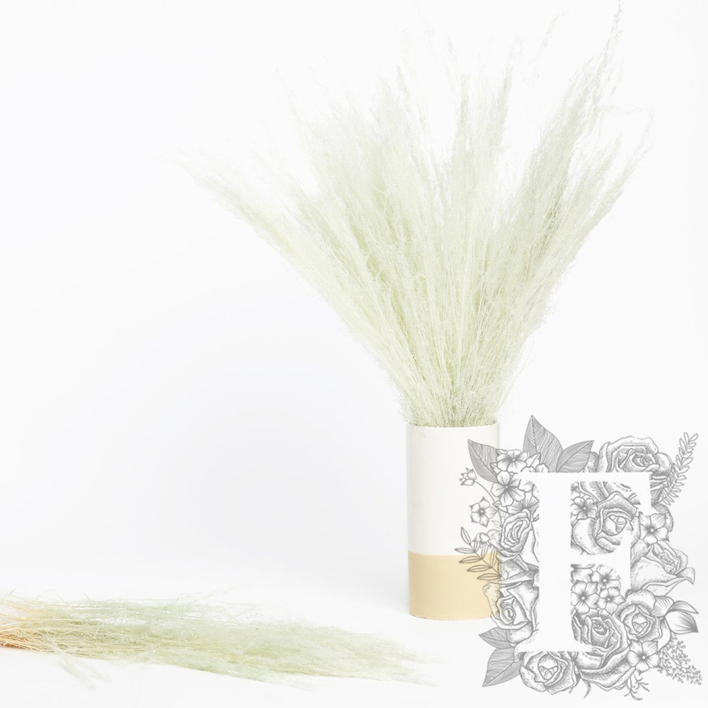 Agrostis - Bunch