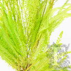 Helecho Lime Green 3