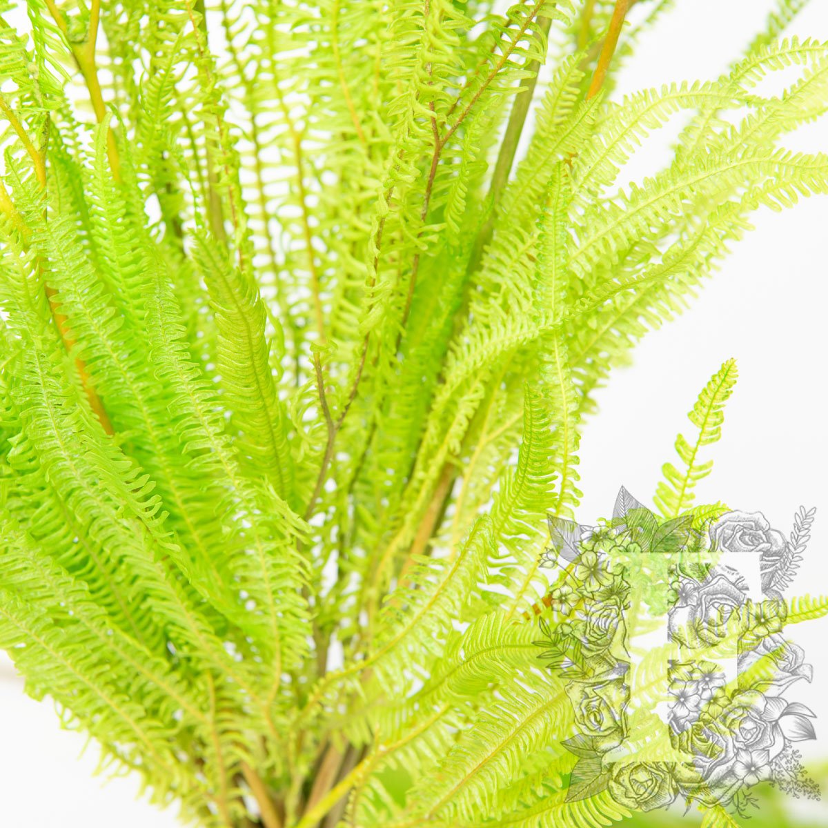 Helecho Lime Green 3