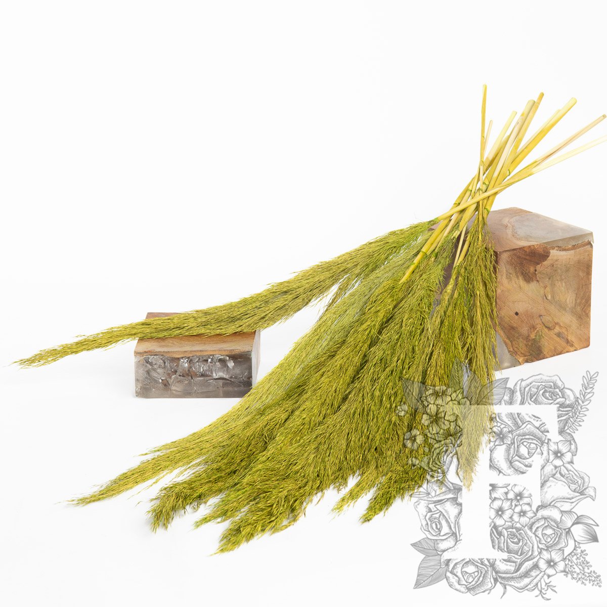 Pampas - Classic - Cana plumosa - 10 stems - Bunch