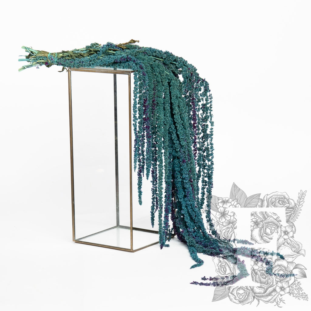 bi-colour amaranthus caudatus - 150g