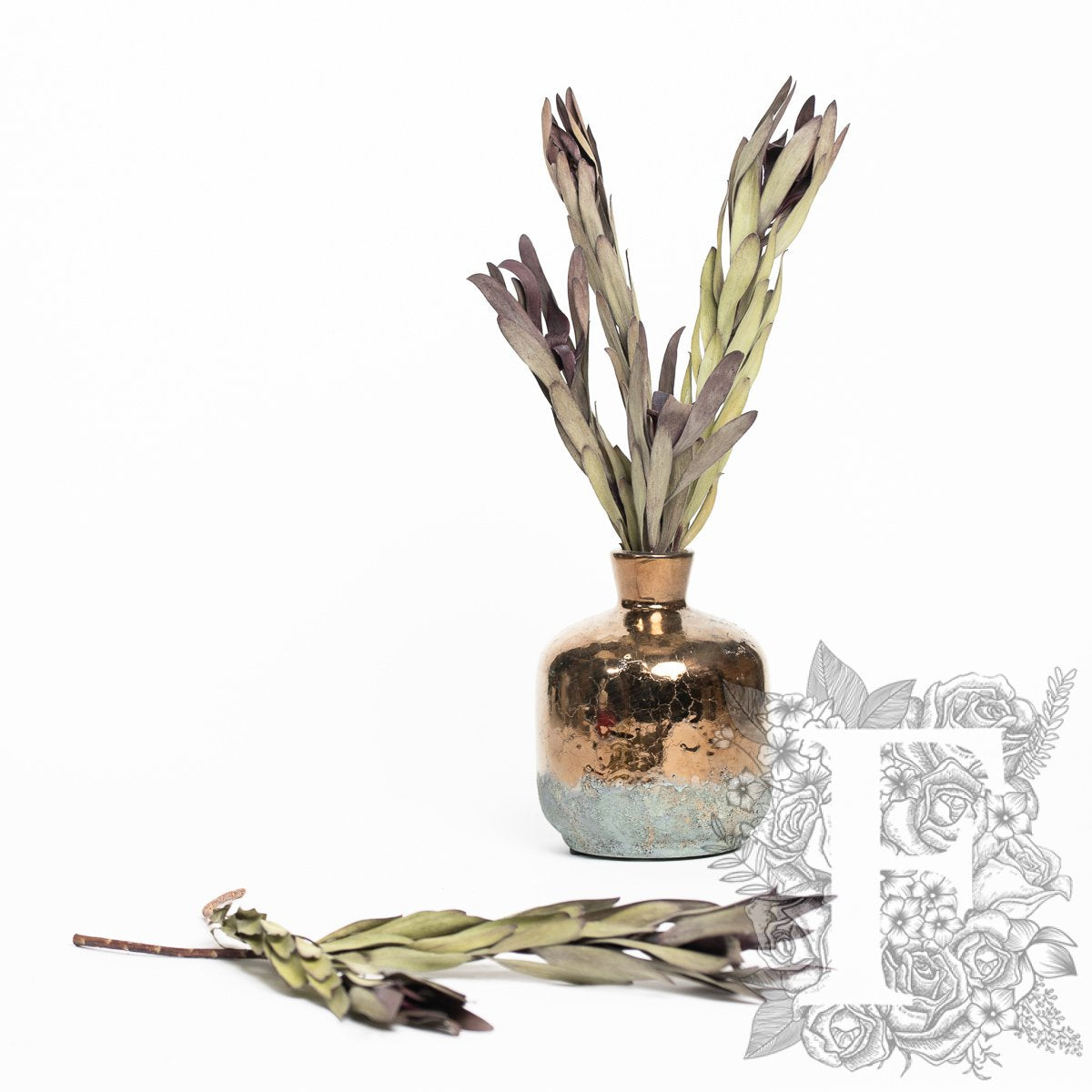 Leucadendron - Safari - 5 Stems
