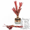 Leucadendron Red 1