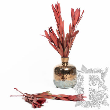 Leucadendron Red 1